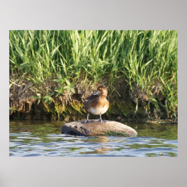 Poster B18 Petit Fuligule (Devant)