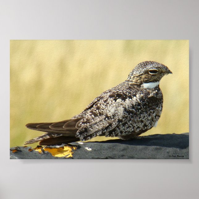 Poster B29 Voie nocturne commune (Devant)