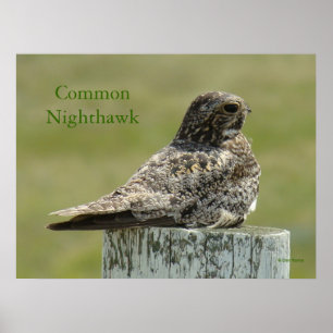 Poster B2 Commom Nighthawk