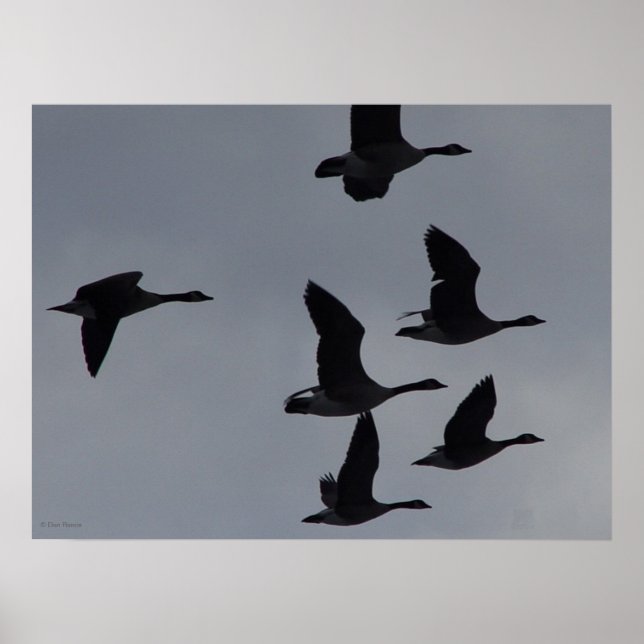 Poster B46 Canadian Geese in Flight (Devant)