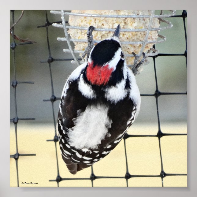 Poster B53 Downy Woodpecker (Devant)