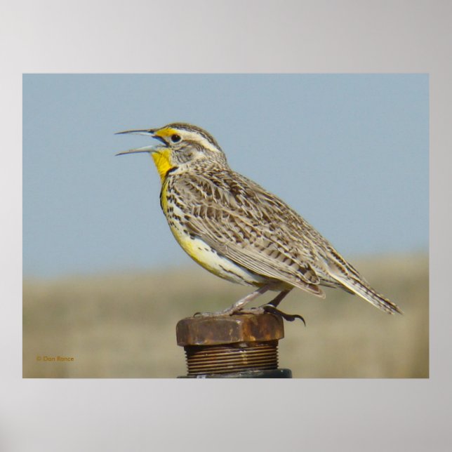 Poster B6 Ouest Meadowlark (Devant)