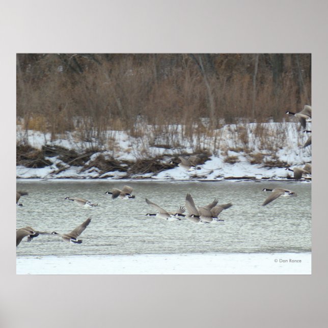 Poster B7 Bernaches du Canada en vol (Devant)