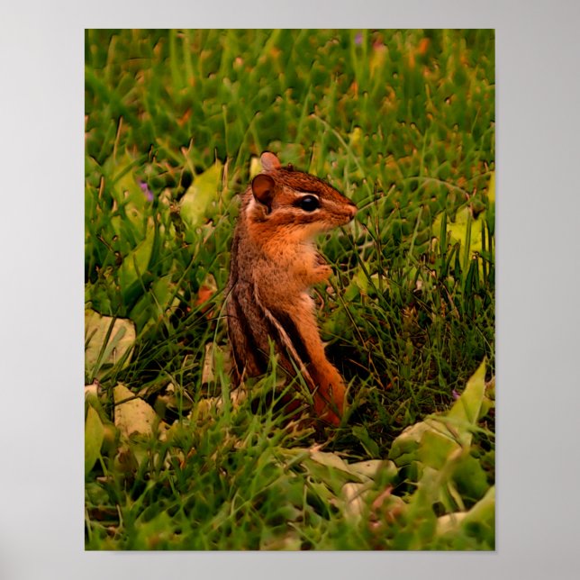 Poster Baby Chipmunk Faune Art animal (Devant)