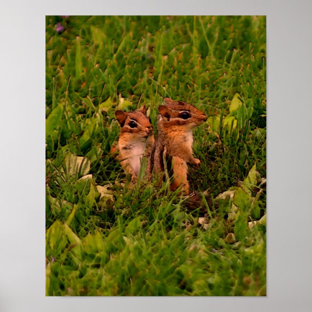 Poster Baby Chipmunks Faune Animal Art (Devant)