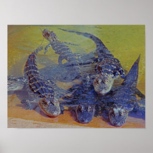 Poster Baby Gators