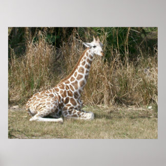 Poster Baby Giraffe