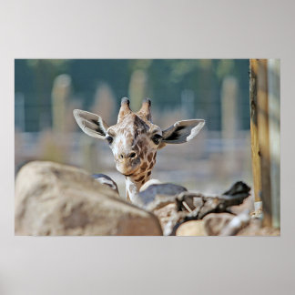 Poster Baby Giraffe