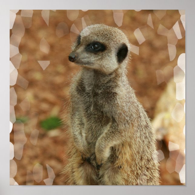 Poster Baby Meerkat Imprimer (Devant)