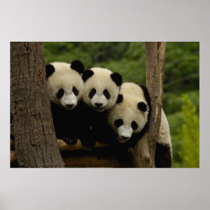 Poster Baby panda géant Ailuropoda melanoleuca) 3