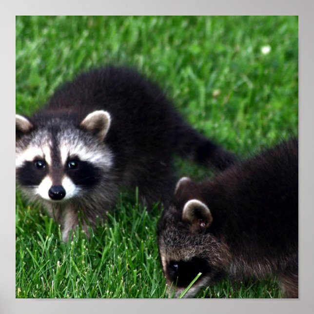 Poster Baby Raccoons (Devant)