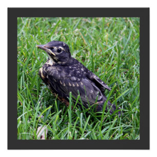 Poster Baby Robin assis dans l'herbe Photographie