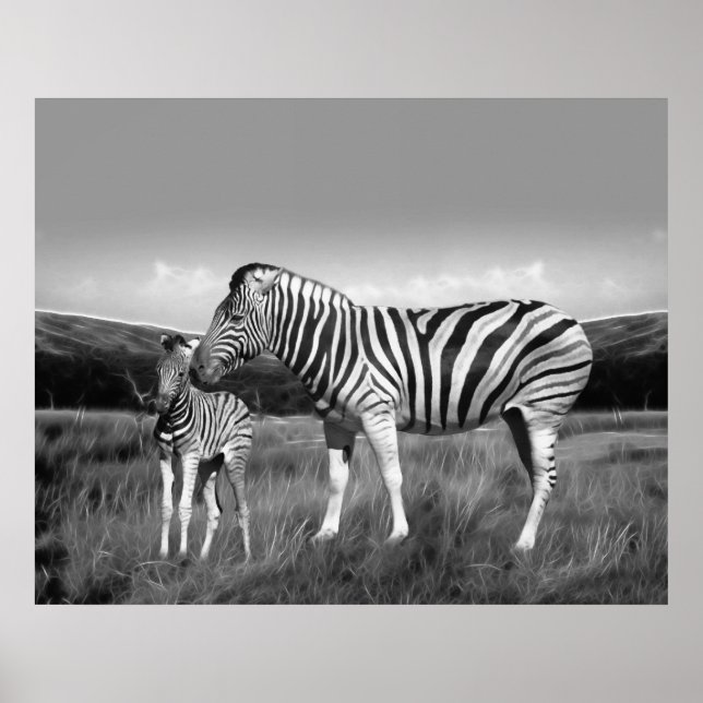 Poster Baby Zebra et maman (Devant)