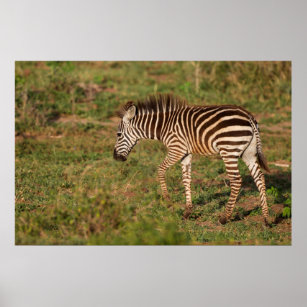 Poster Baby Zebra walking, Afrique du Sud