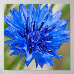 Poster Bachelor Bleu