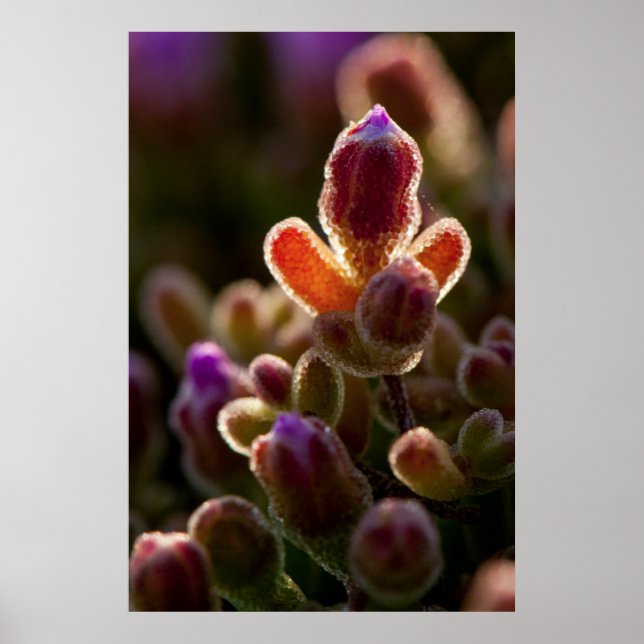 Poster Backlit Colorful Succulent Flower Bud With Rim (Devant)