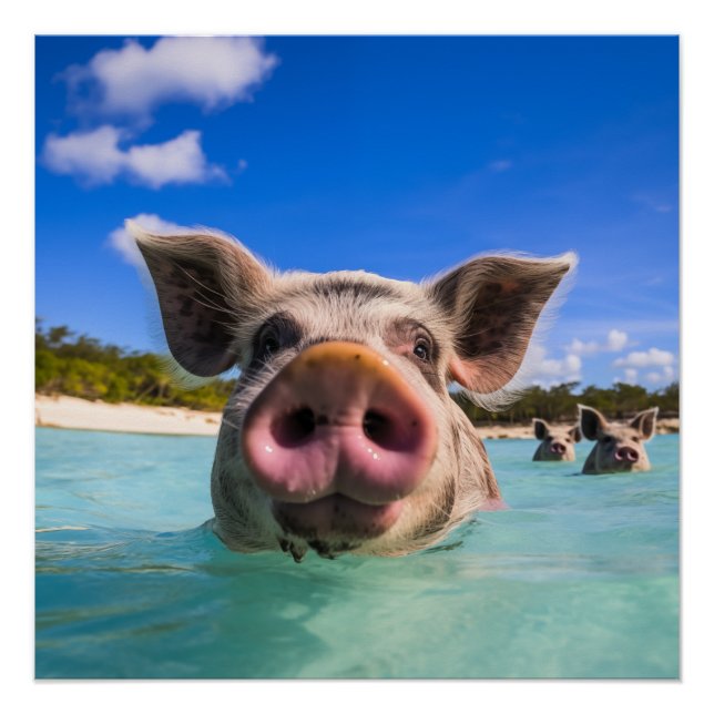 Poster Bahamas Swimming Pig 2024 (Devant)