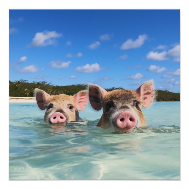 Poster Bahamas Swimming Pig 2024 (Devant)