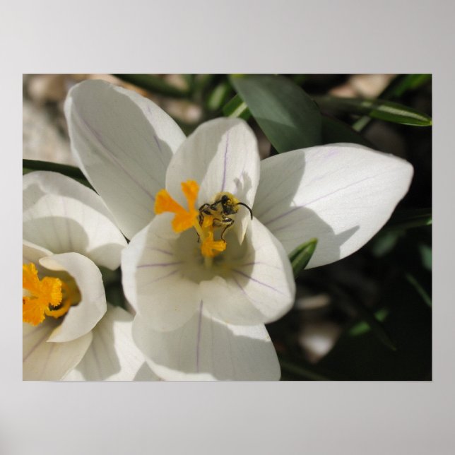 Poster Baie de Busy (Devant)