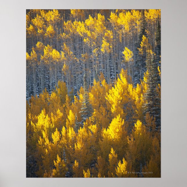 Poster Baies d'arbres en automne et nouvelles (Devant)
