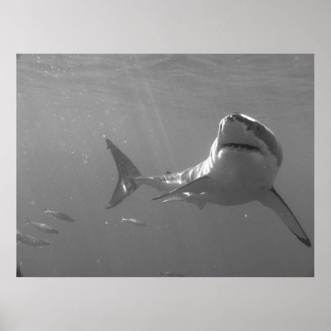 Poster Baignade avec requins (Devant)