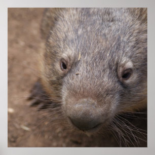 Poster Baiser de wombat