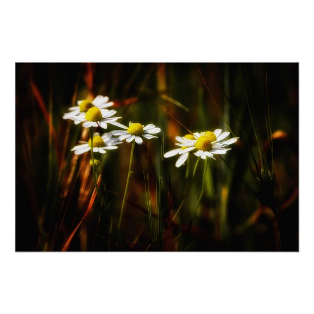 Poster Baisers solaires sur camomille (Devant)