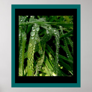 Poster Baisses de pluie sur la copie d'herbe