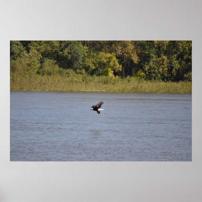 Poster Bald Eagle (Devant)