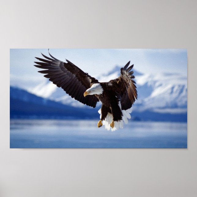 POSTER BALD EAGLE EN ALASKA (Devant)