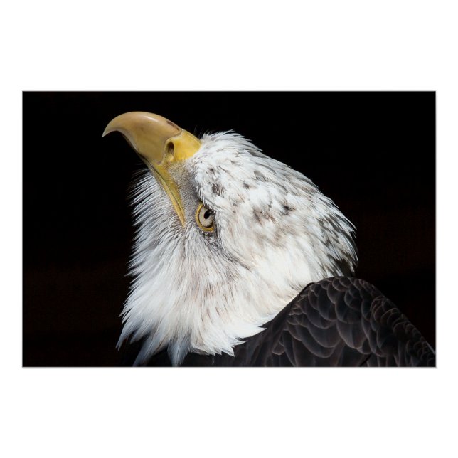 Poster Bald Eagle Portriat (Devant)