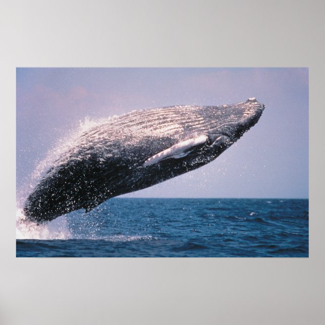 Poster Baleine à bosse faisant une cabriole (Devant)