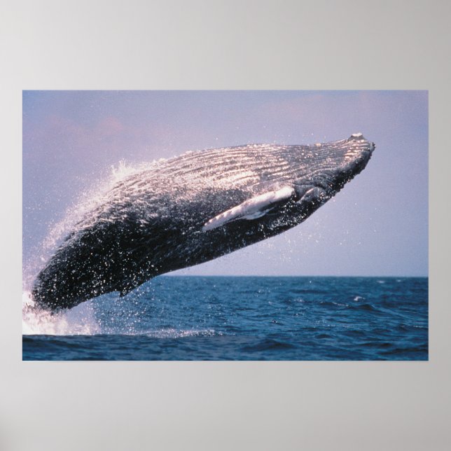 Poster Baleine à bosse faisant une cabriole (Devant)