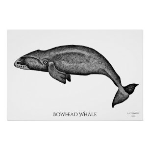Poster Baleine à tête blanche