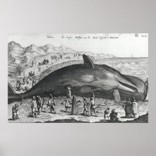 Poster Baleine morte