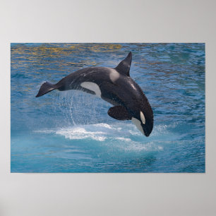 Poster Baleine tueuse sautant hors de l'eau