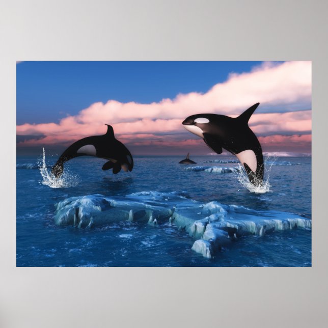 Poster Baleines Tueuses Dans L'Océan Arctique (Devant)