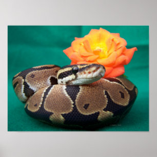 Poster Ball python photo avec rose orange vert dos