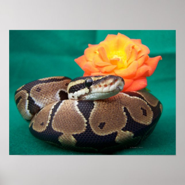 Poster Ball python photo avec rose orange vert dos (Devant)