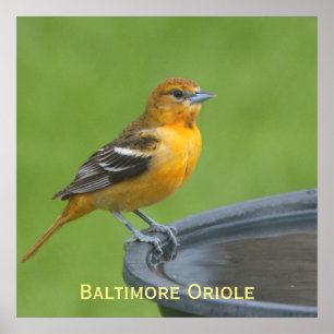Poster Baltimore Oriole