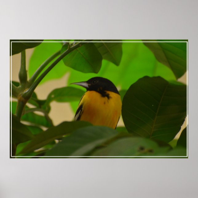 Poster Baltimore Oriole (Devant)