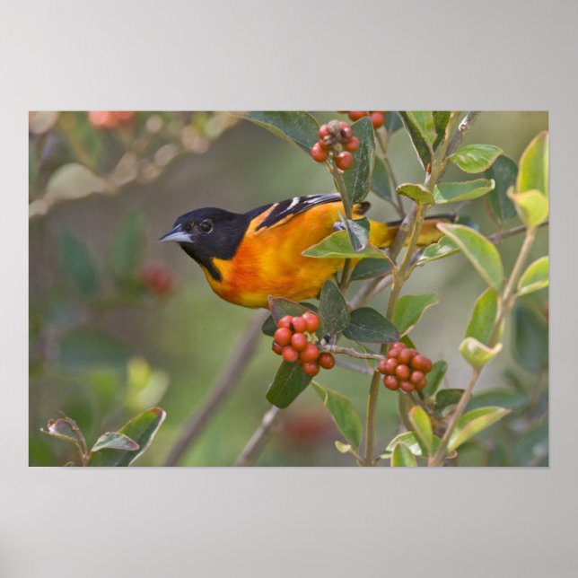 Poster Baltimore Oriole (Devant)