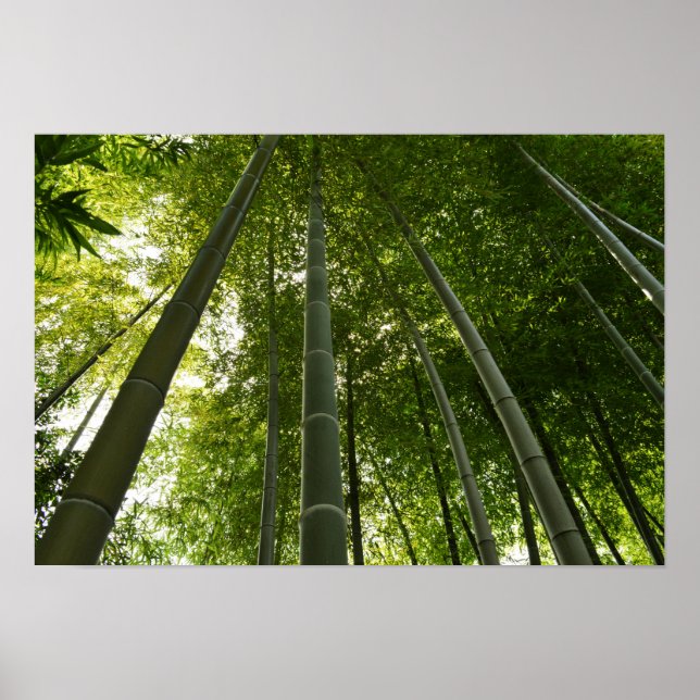 Poster Bamboo Grove : Tokyo, Japon (Devant)