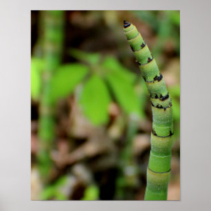 Poster Bambou en croissance