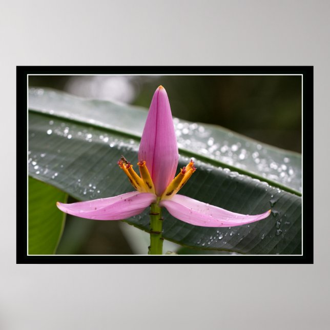 Poster Banana Flower (Devant)