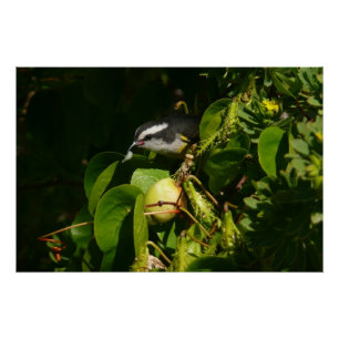 Poster Bananaquit Bird Mange Photographie tropicale