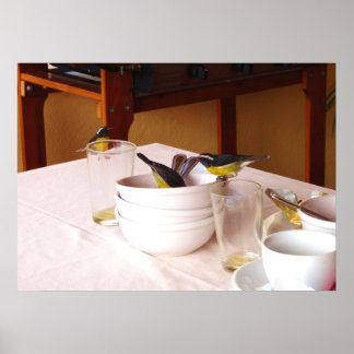 Poster Bananaquit Coreba Falveola