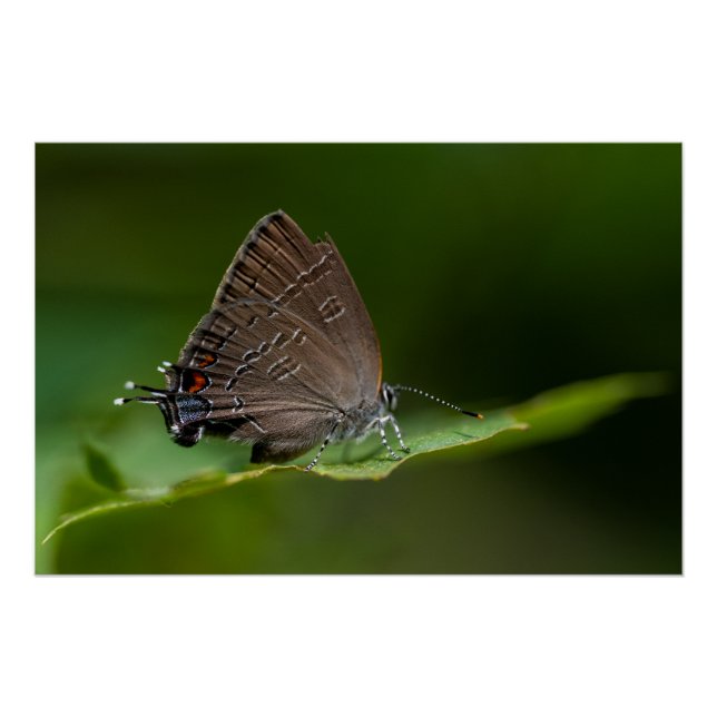 Poster Banded Hairstreak Papillon (Devant)