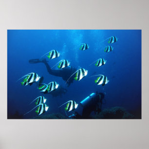 Poster Bannerfish and Divers