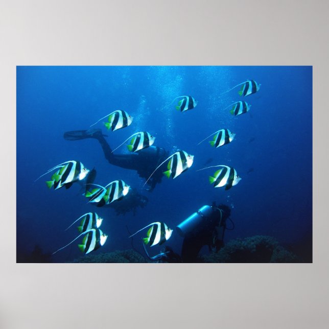 Poster Bannerfish and Divers (Devant)